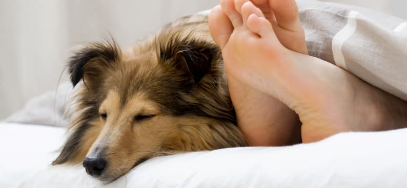 colchon para dormir con tu mascota